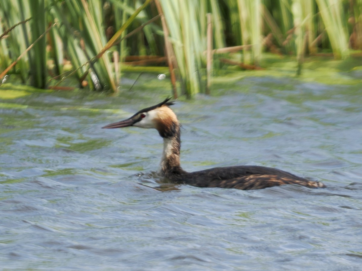 Great Crested Grebe - ML638752205