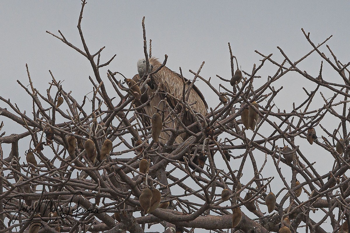 White-backed Vulture - ML638752210