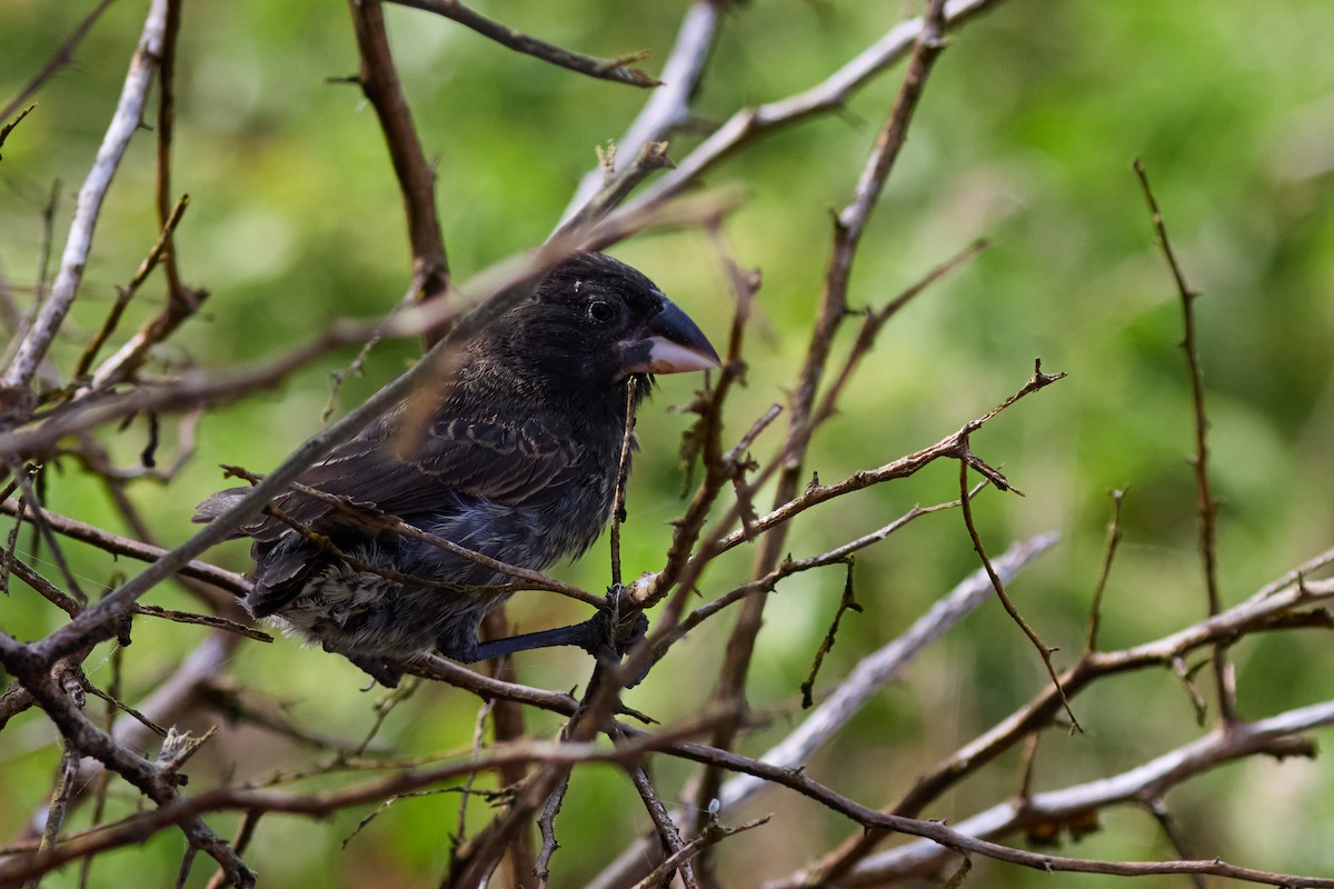 Española Ground-Finch - ML638752214