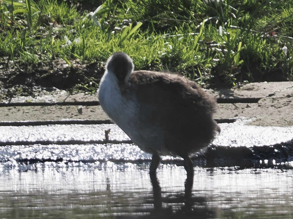 Eurasian Moorhen - ML638752238