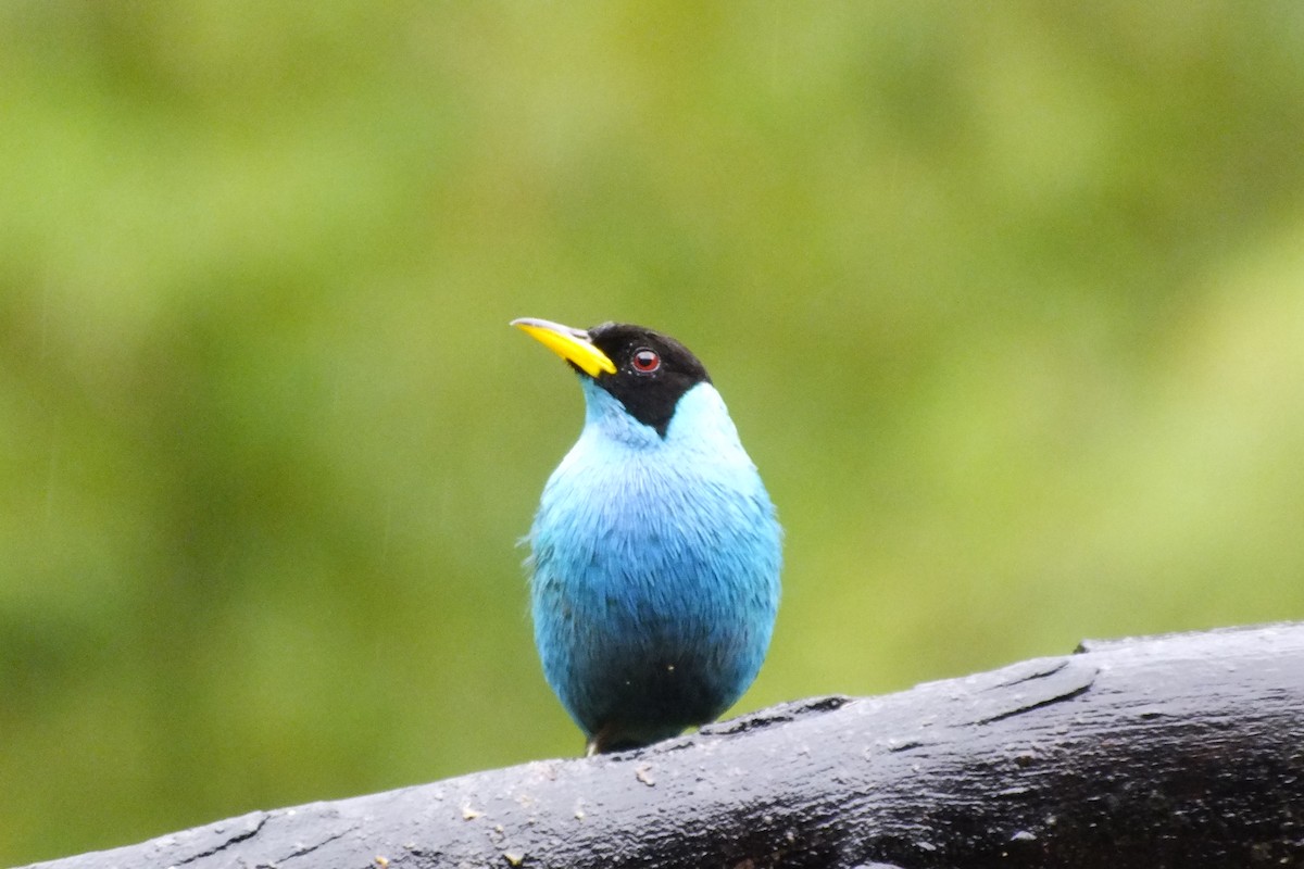 Green Honeycreeper - ML638752241