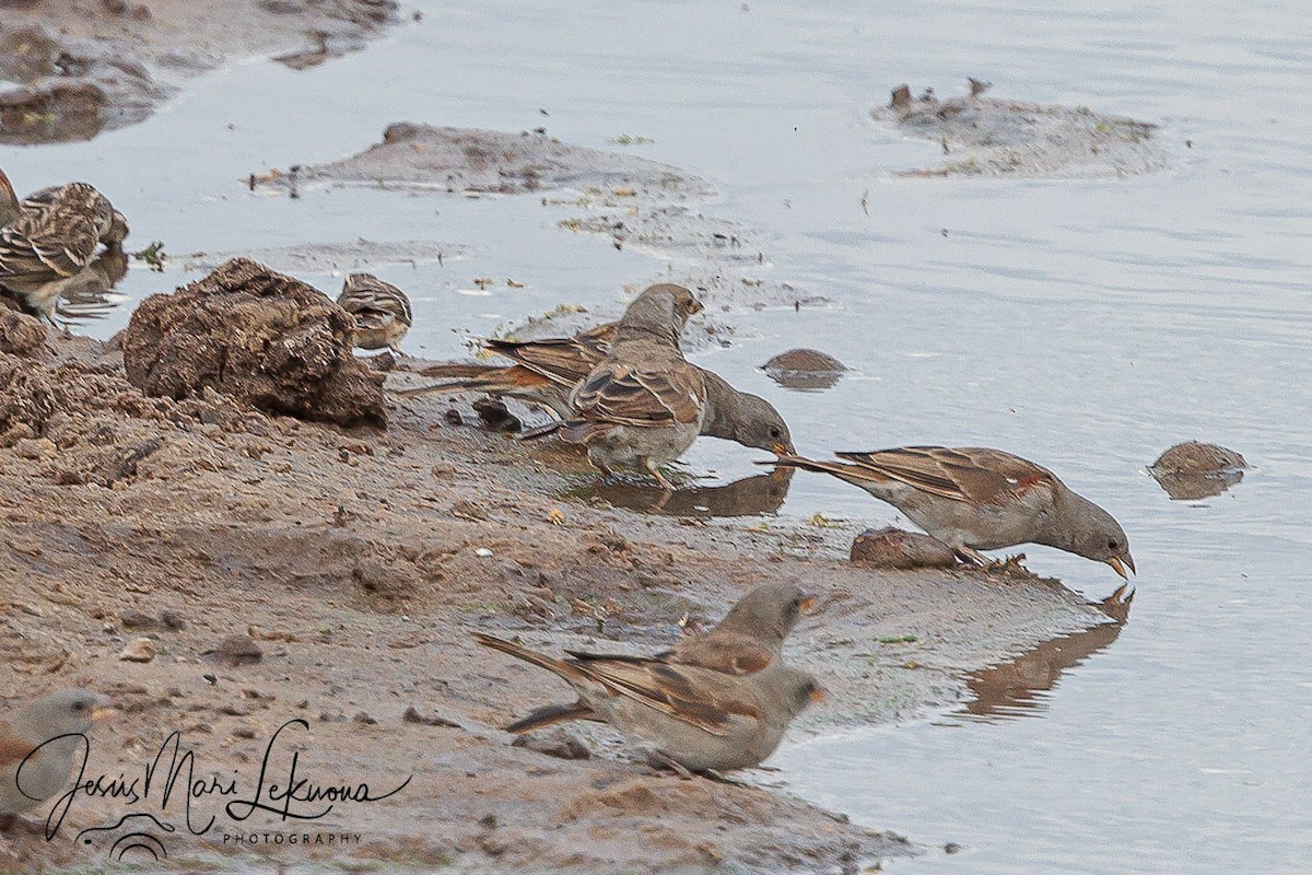 Northern Gray-headed Sparrow - ML638752267