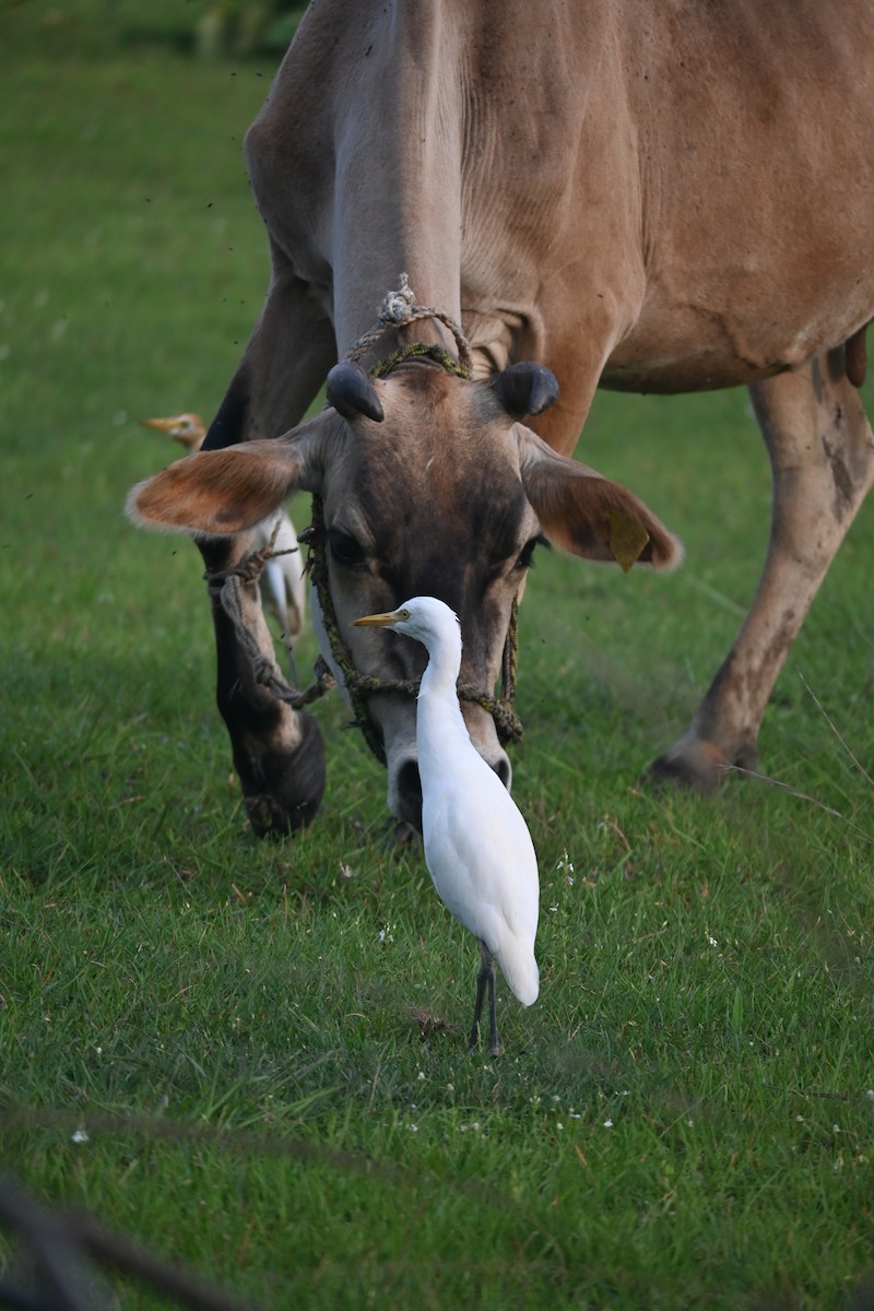 Eastern Cattle-Egret - ML638752290