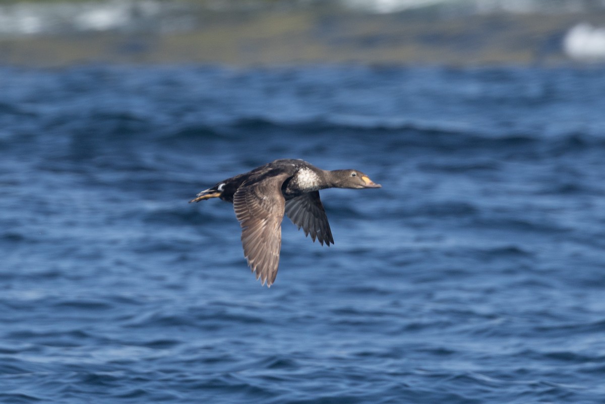 King Eider - ML638752327