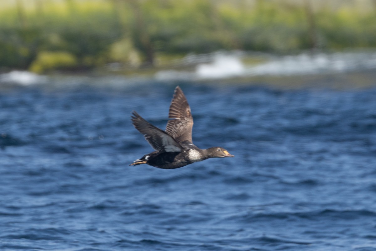 King Eider - ML638752328