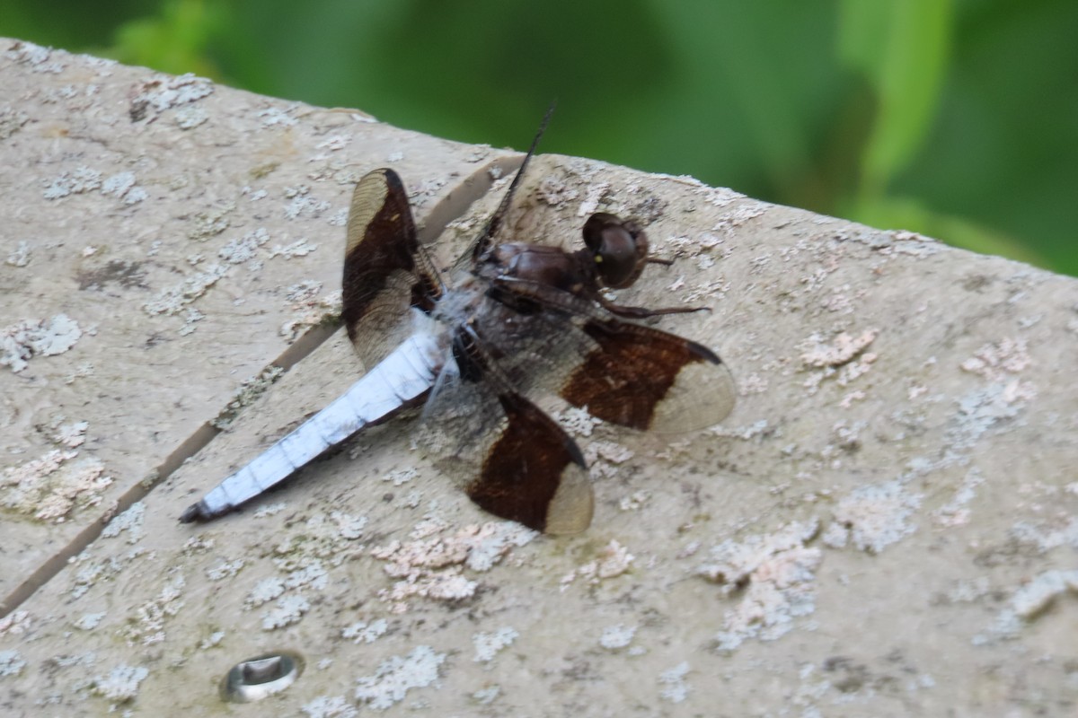 Animals - ML638752332