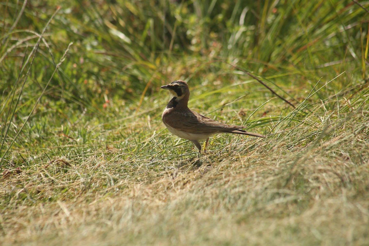 Horned Lark - ML638752360