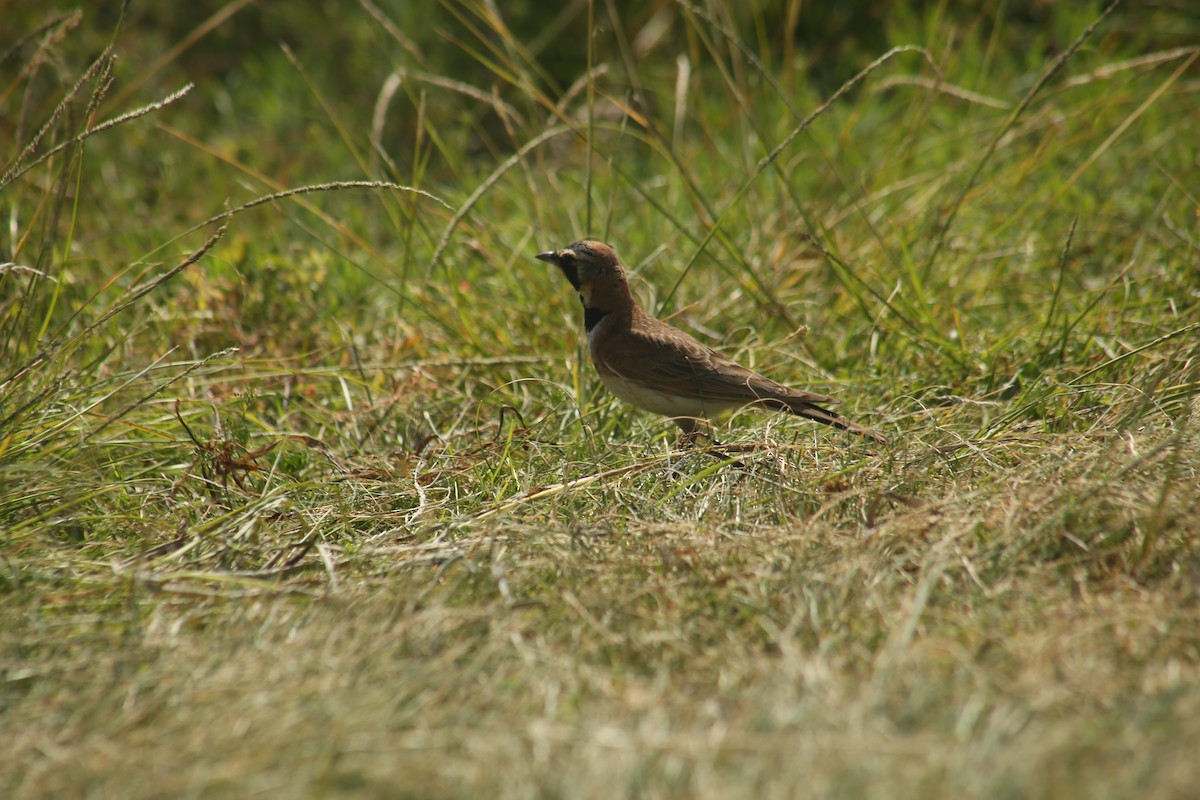 Horned Lark - ML638752365
