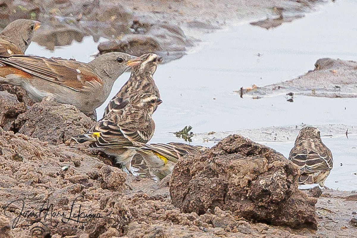 Northern Gray-headed Sparrow - ML638752368