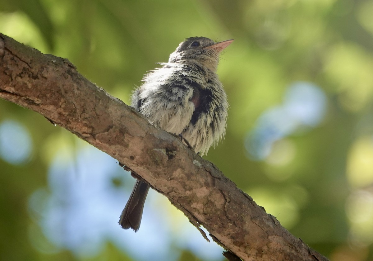Western Flycatcher (Pacific-slope) - ML638752387