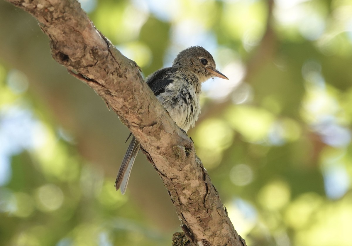 Western Flycatcher (Pacific-slope) - ML638752388