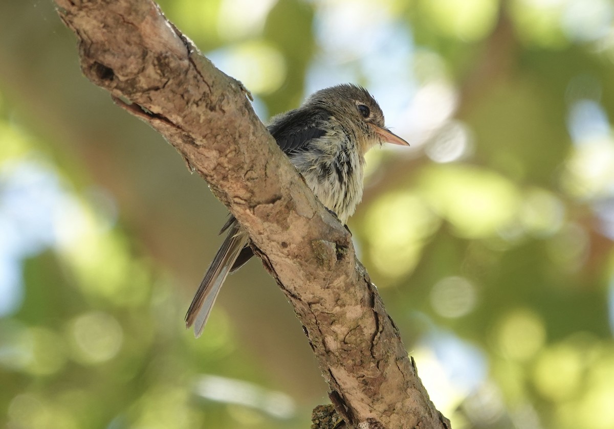 Western Flycatcher (Pacific-slope) - ML638752389