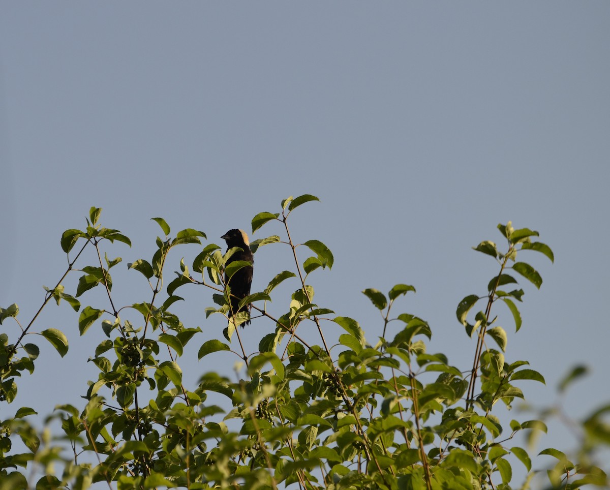 Bobolink - ML638752394