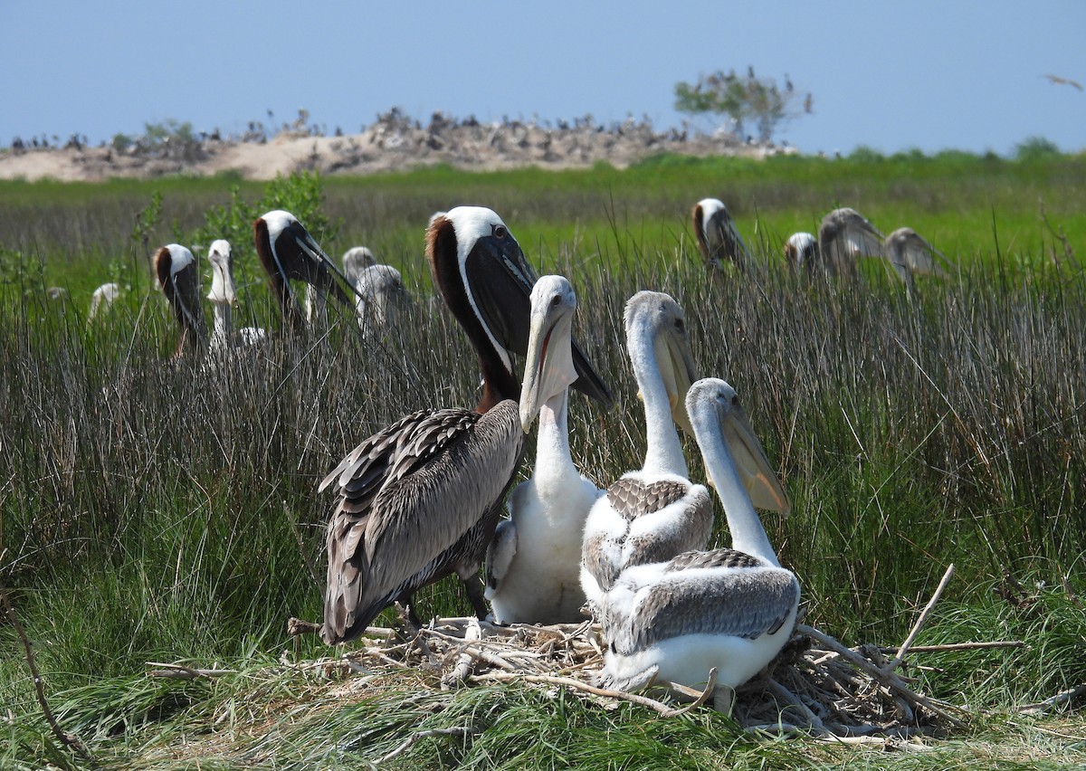 Brown Pelican - ML638752428
