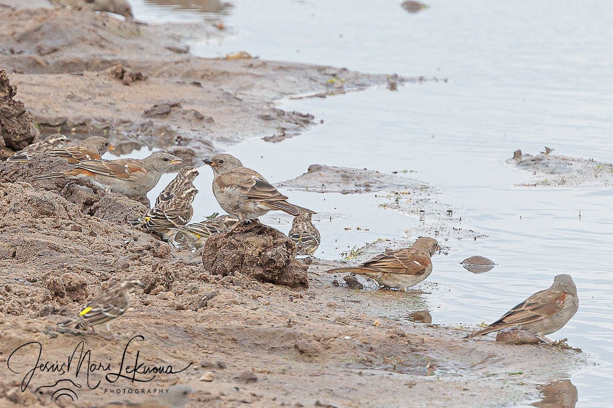 Northern Gray-headed Sparrow - ML638752431