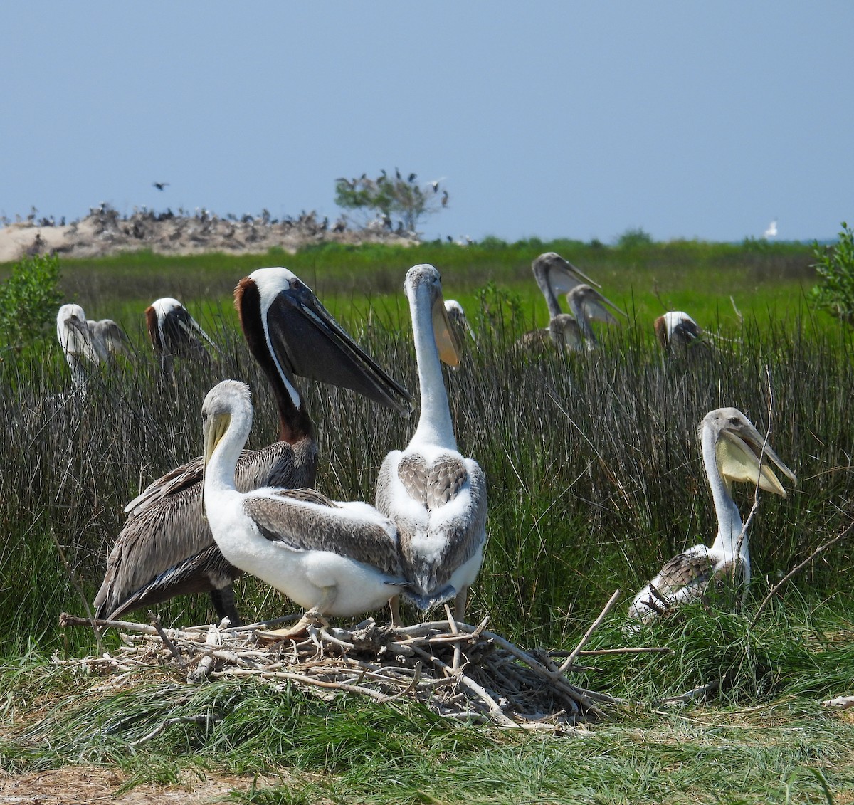 Brown Pelican - ML638752448