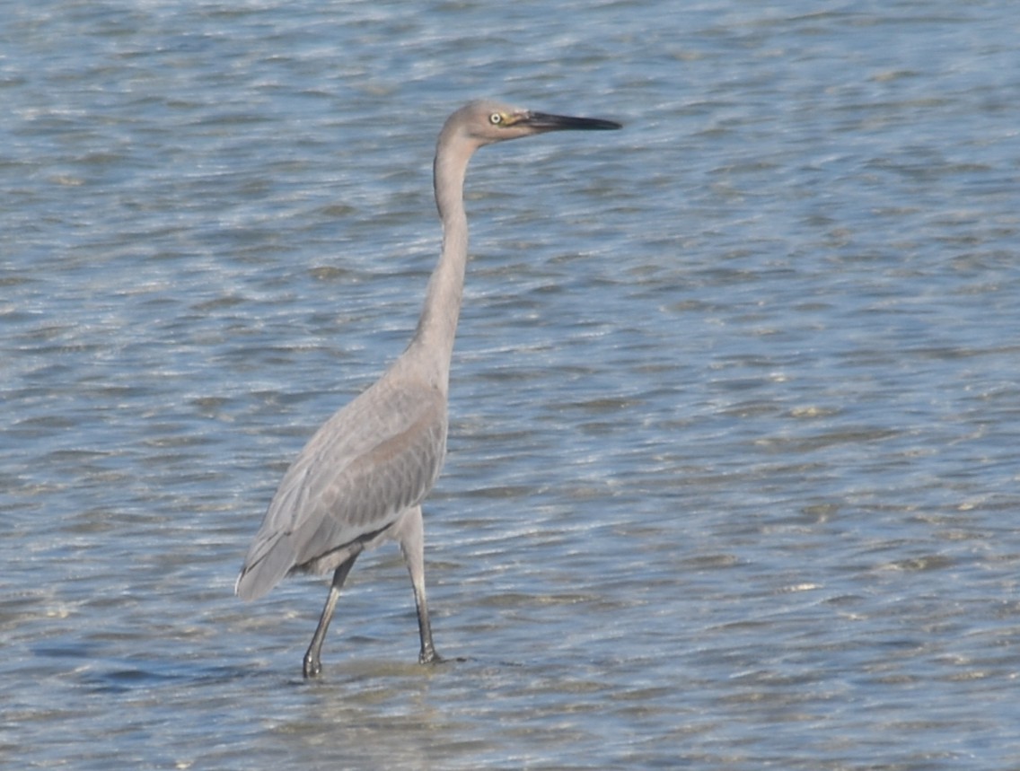 Reddish Egret - ML638752451