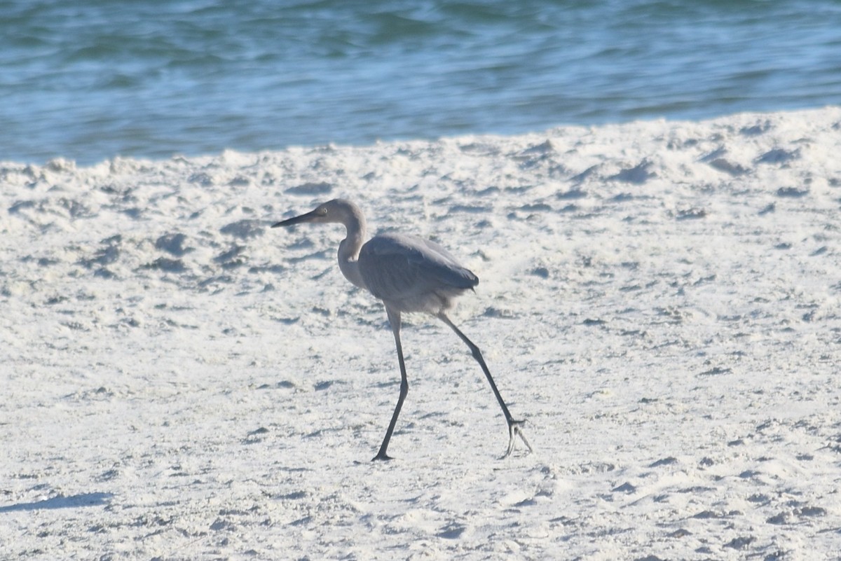 Reddish Egret - ML638752452
