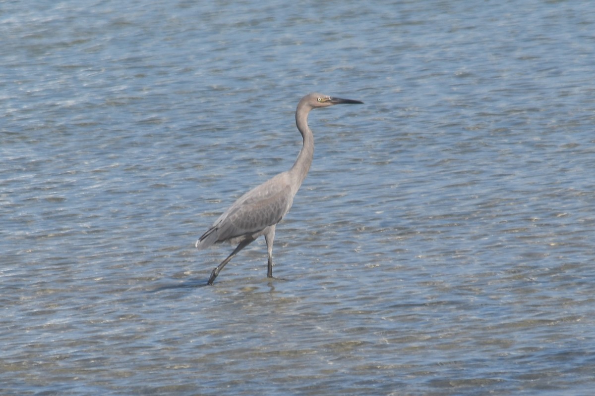 Reddish Egret - ML638752453