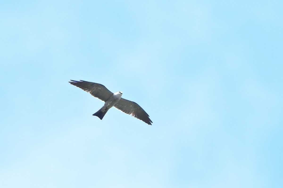 Mississippi Kite - ML638752455