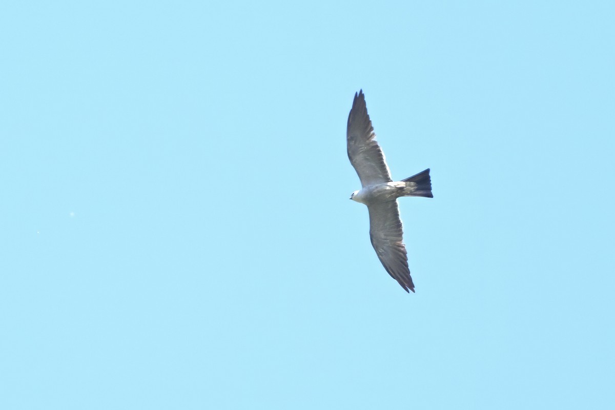Mississippi Kite - ML638752456