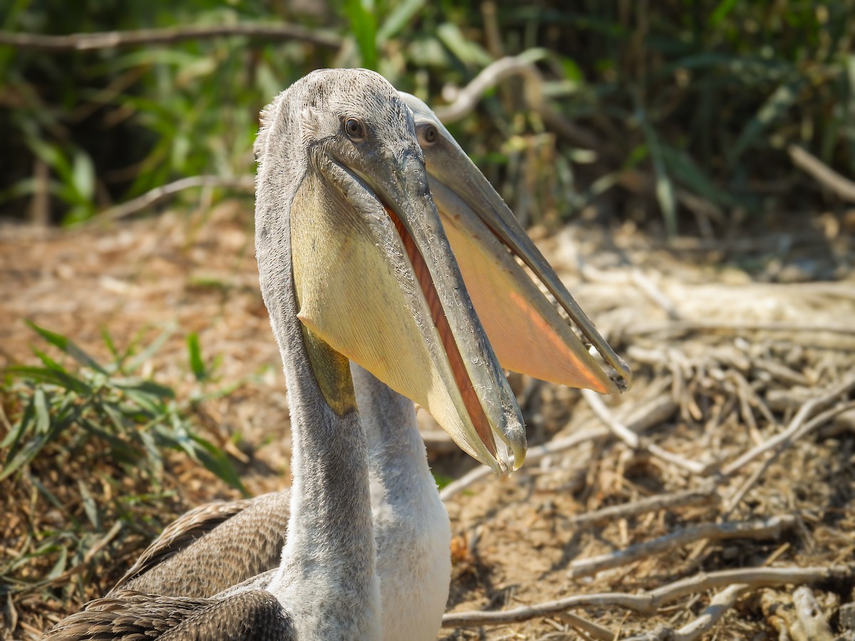Brown Pelican - ML638752474