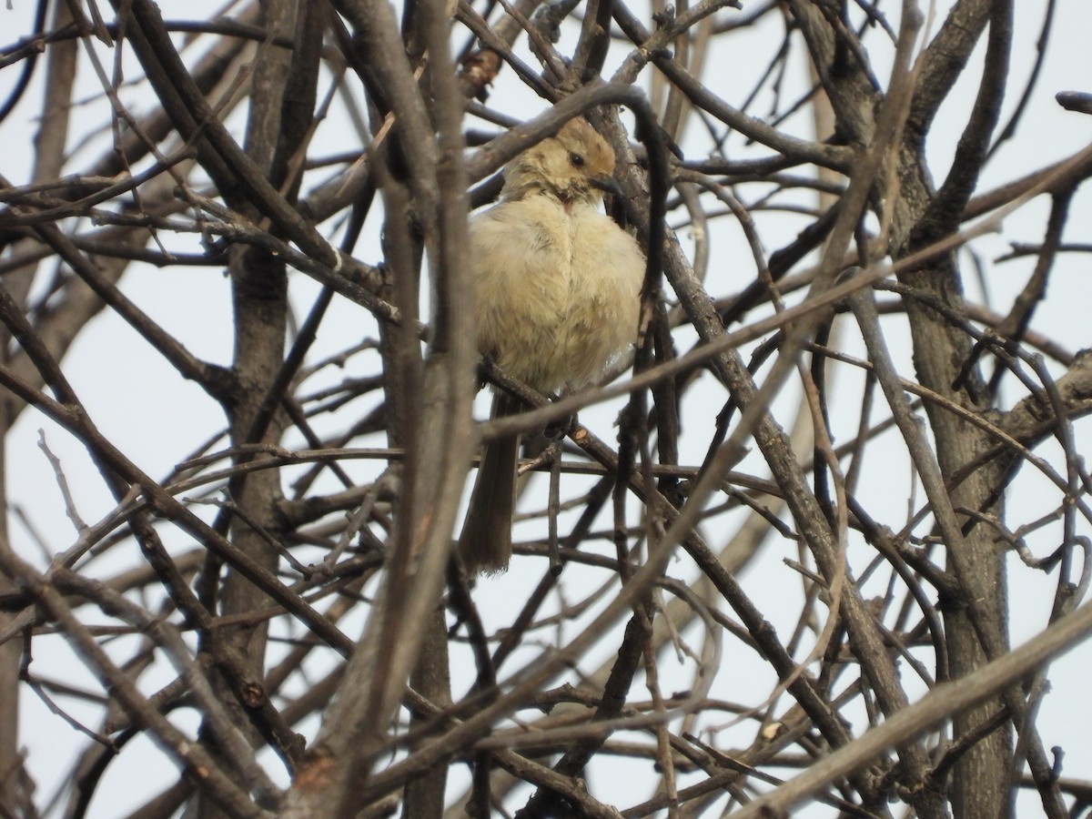 Bushtit - ML638752475