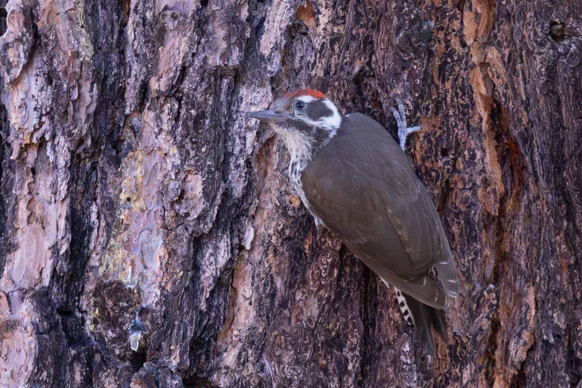 Arizona Woodpecker - ML638752479