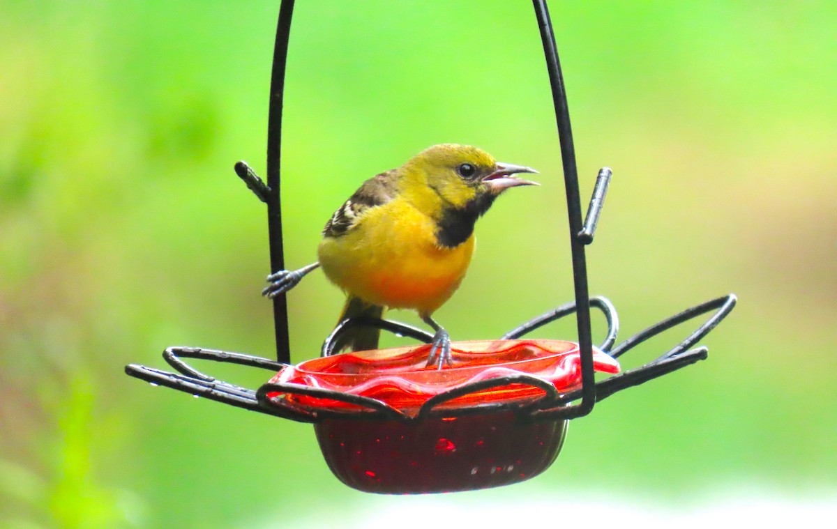 Orchard Oriole - ML638752480