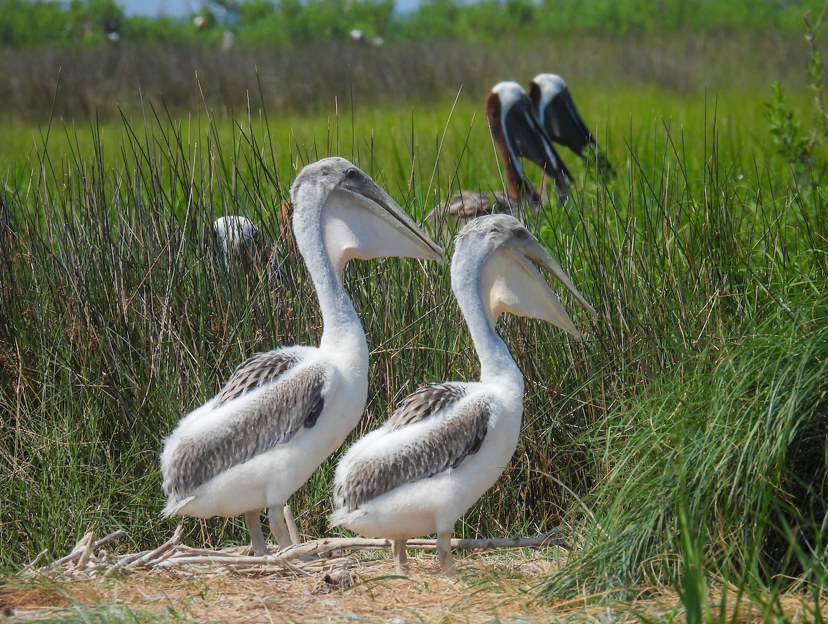 Brown Pelican - ML638752487