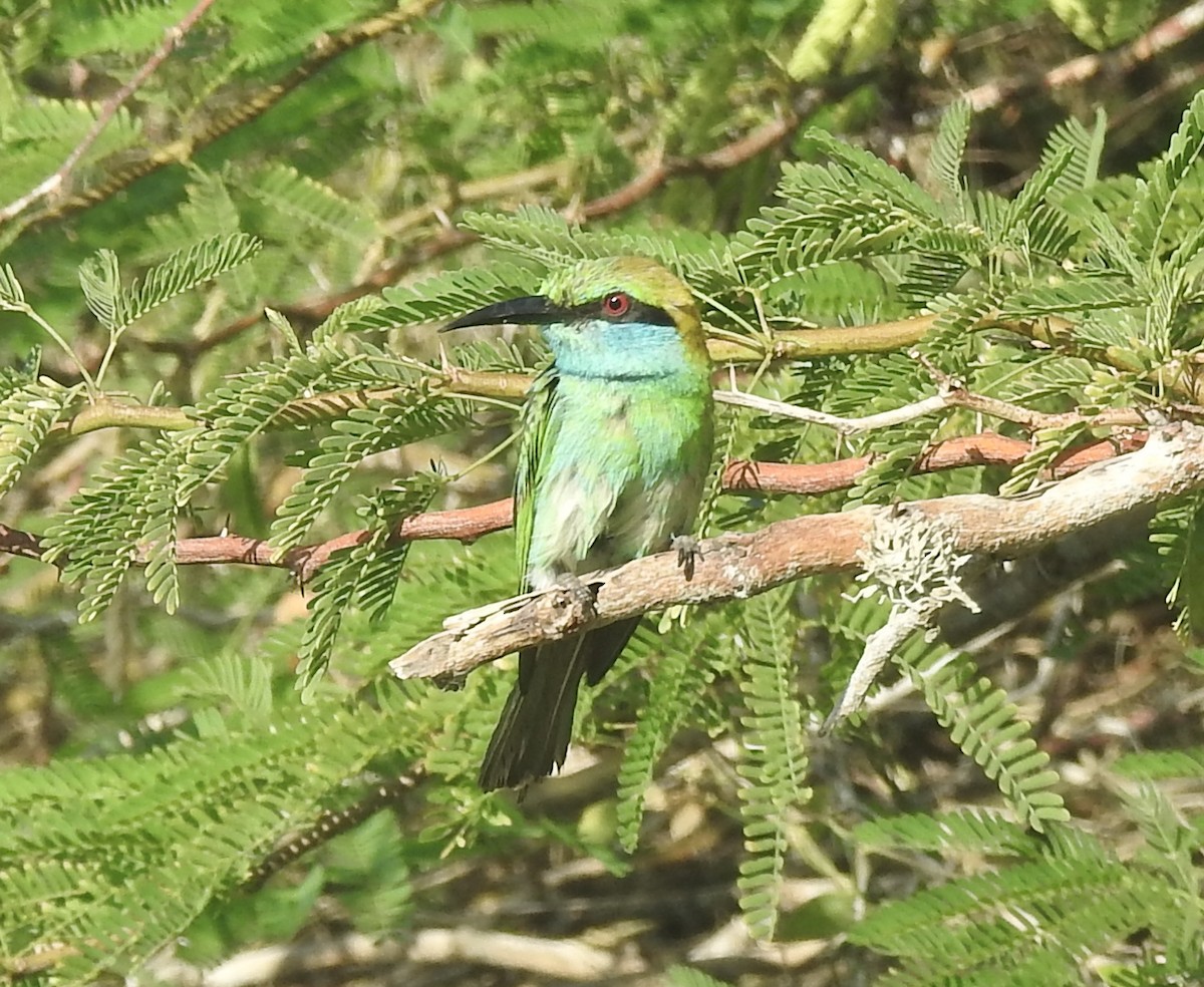 Asian Green Bee-eater - ML638752499