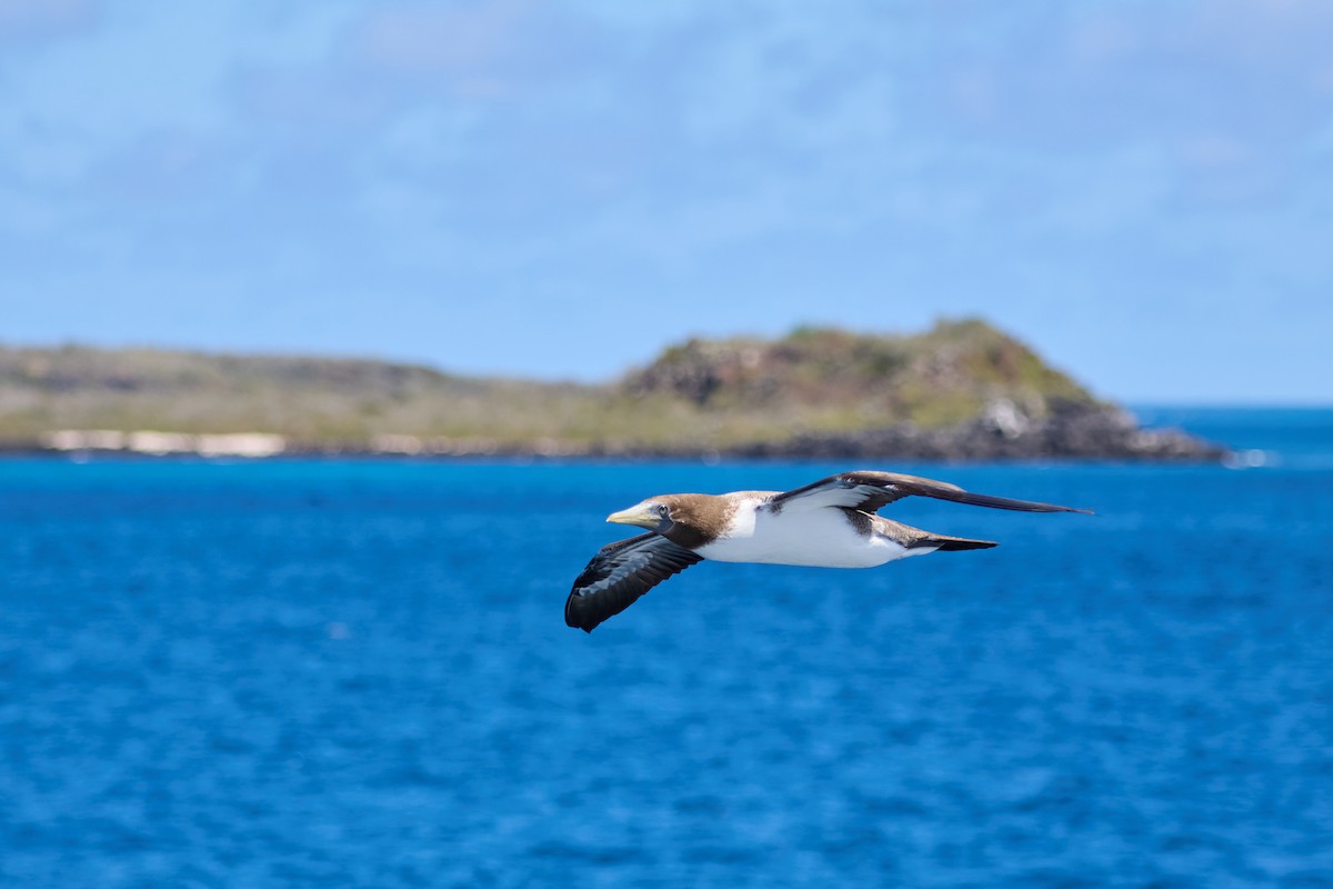 Nazca Booby - ML638752514
