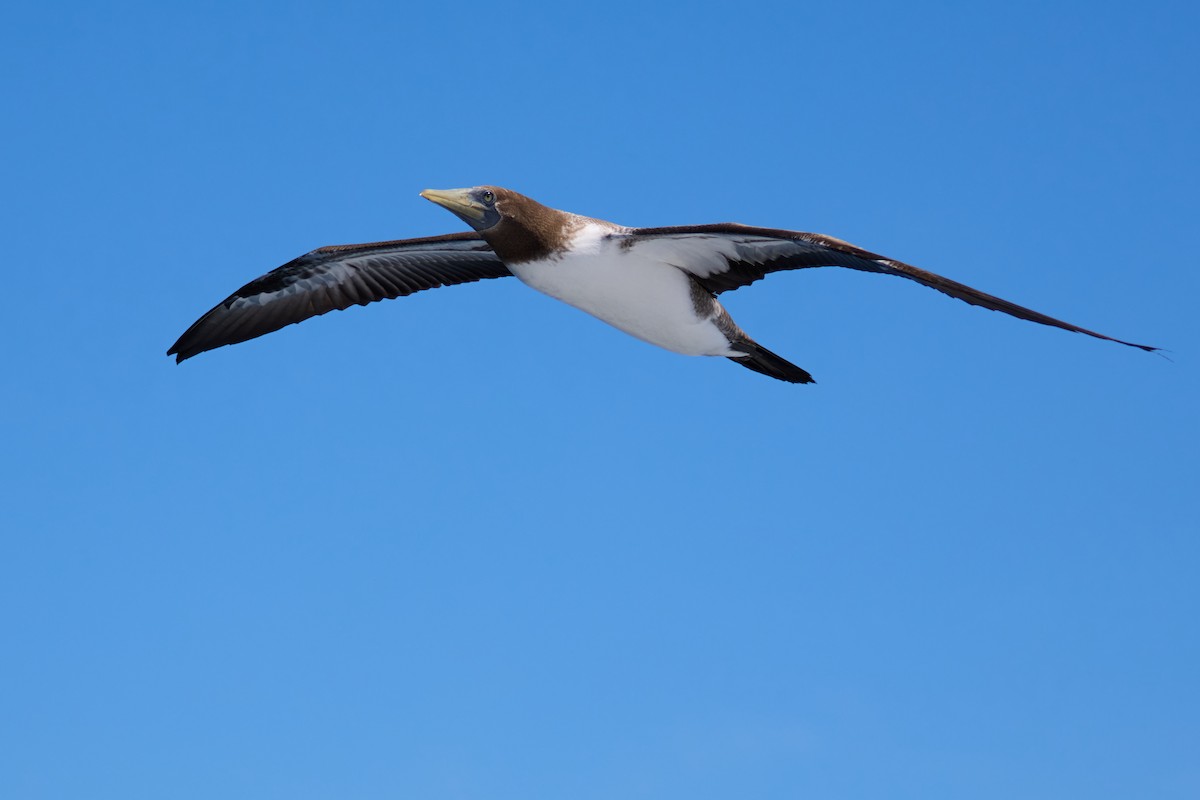 Nazca Booby - ML638752517
