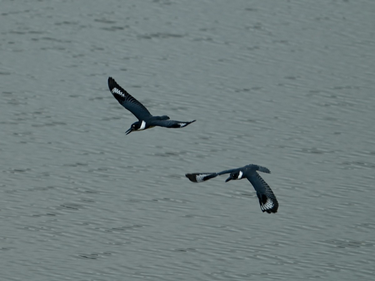 Belted Kingfisher - ML638752558