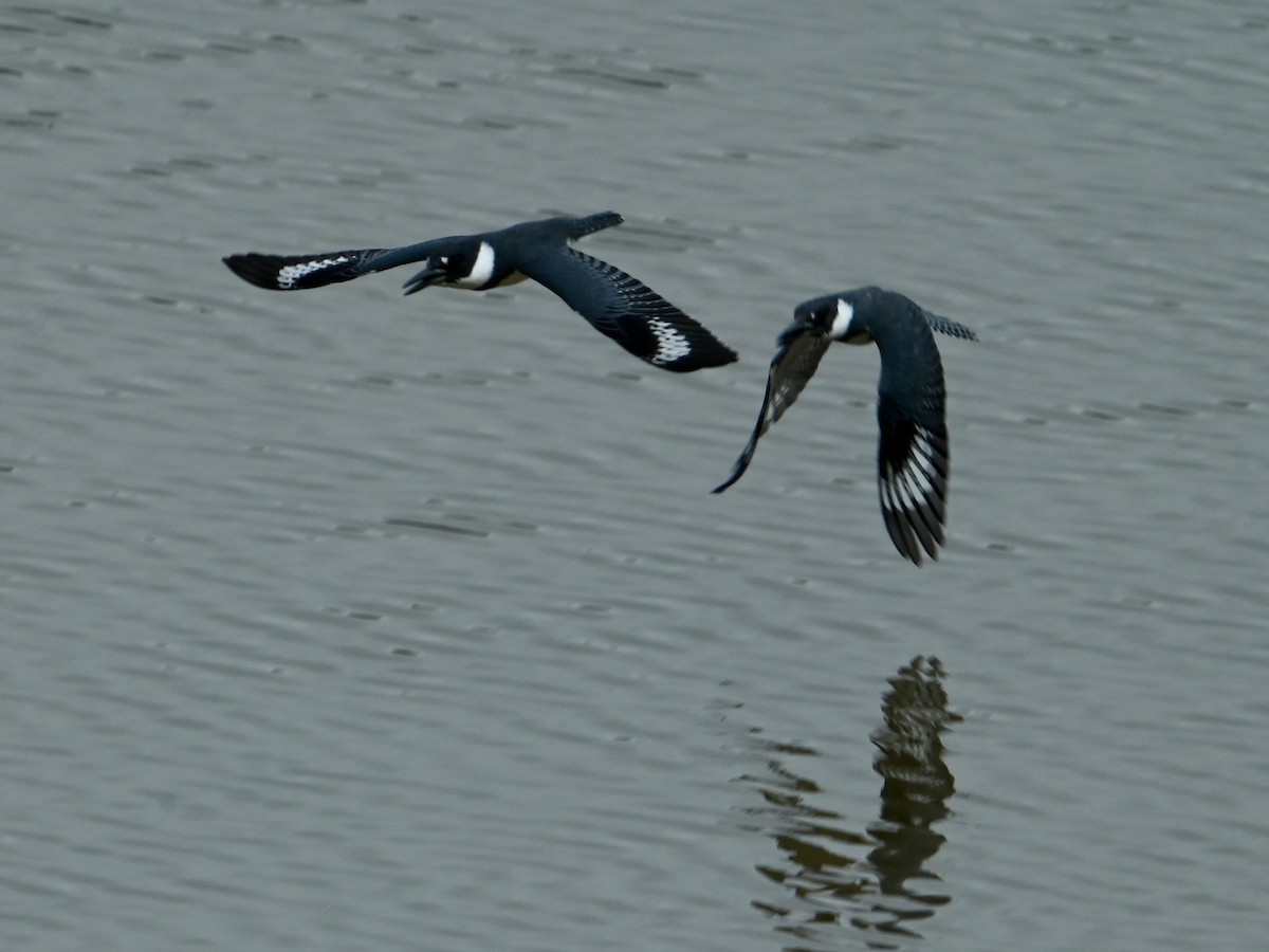Belted Kingfisher - ML638752566