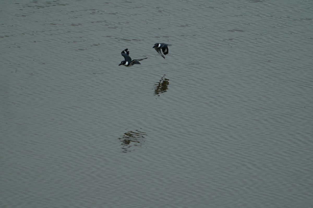 Belted Kingfisher - ML638752571