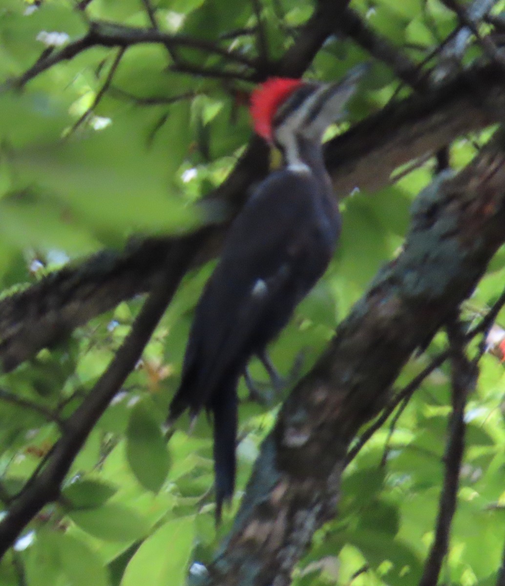 Pileated Woodpecker - ML638752573