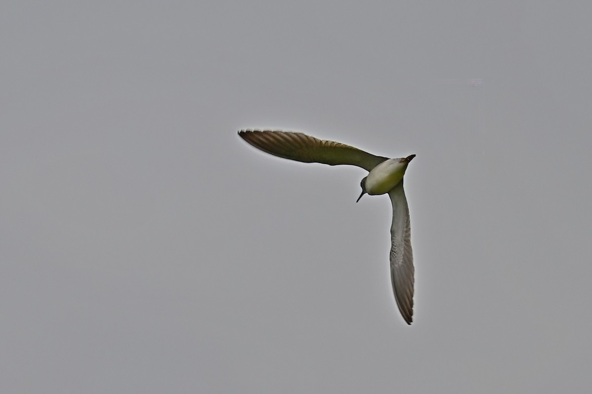 Lesser Yellowlegs - ML638752574