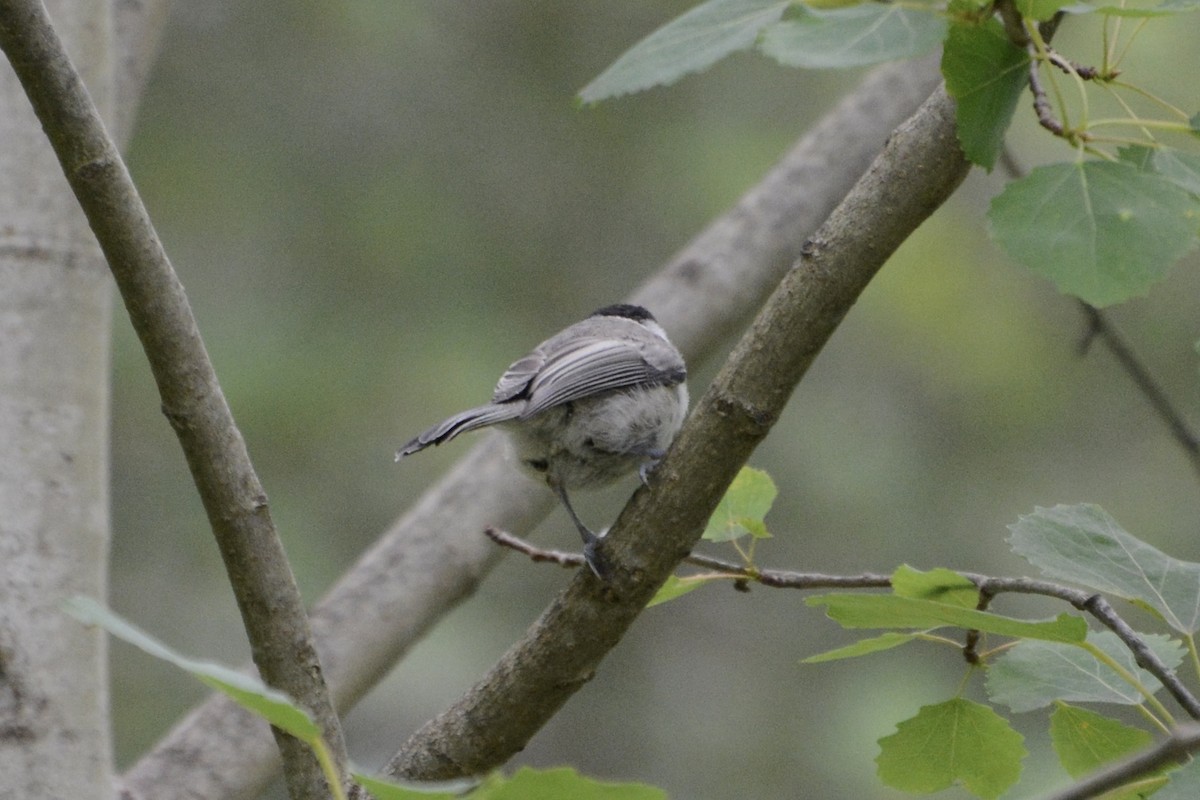 Mésange boréale - ML638752620