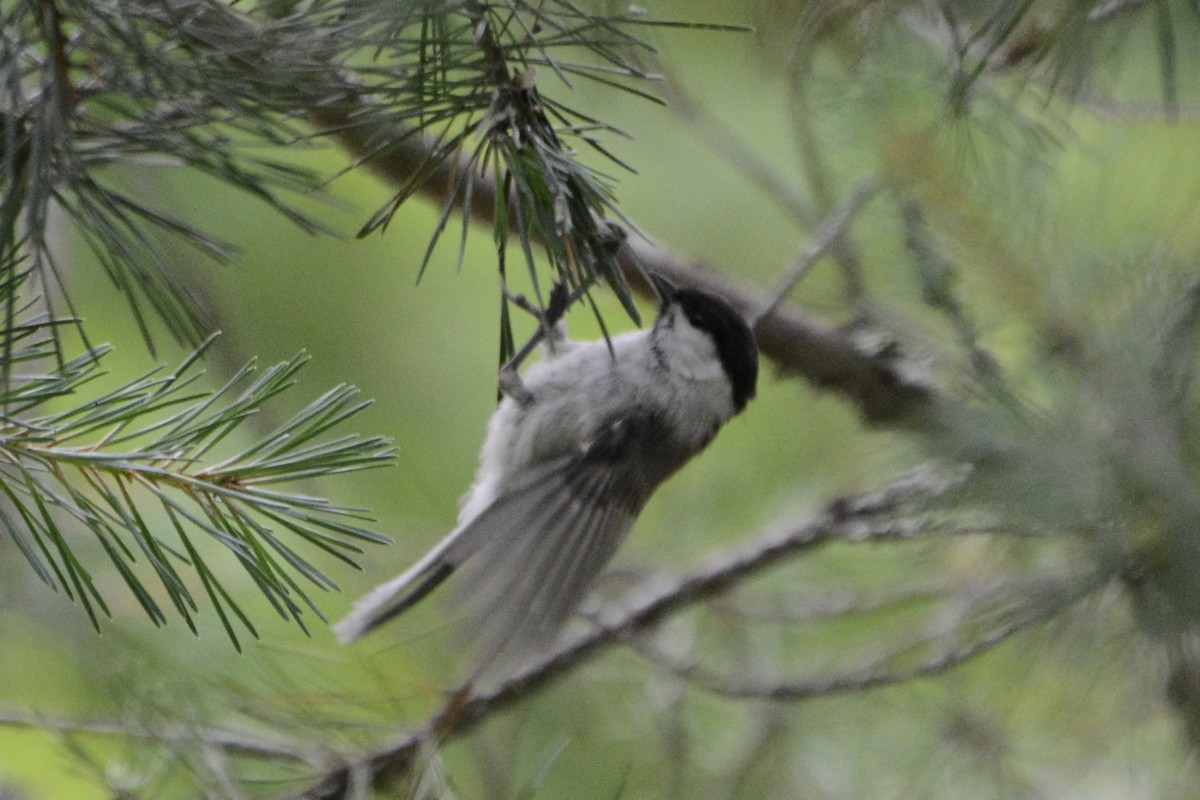 Mésange boréale - ML638752621