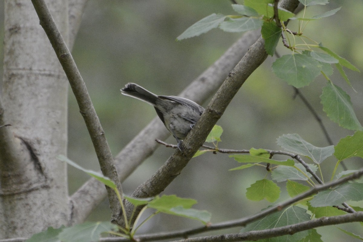Mésange boréale - ML638752622