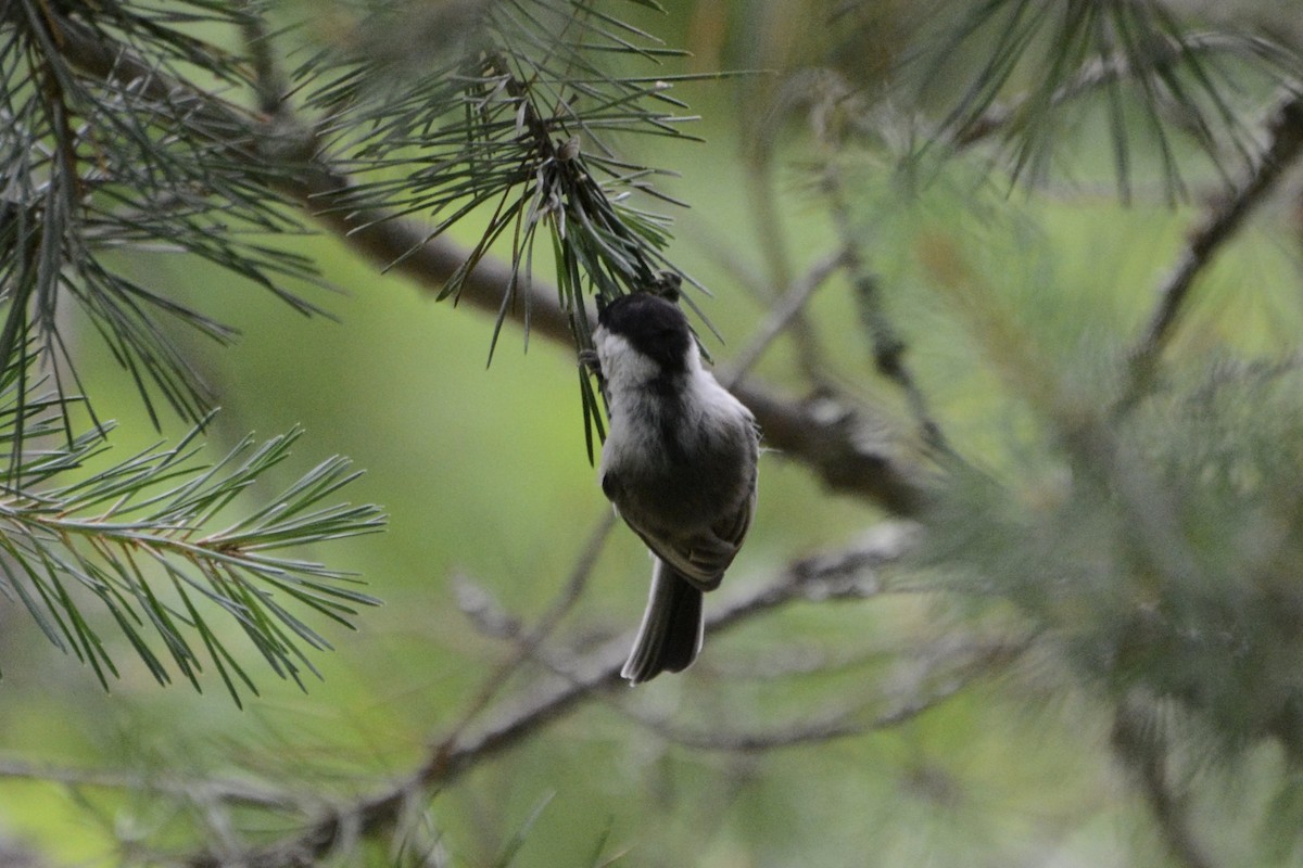 Mésange boréale - ML638752623
