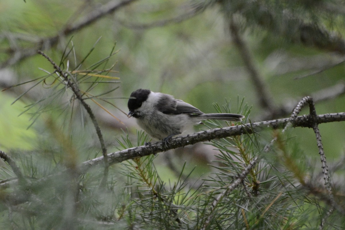 Mésange boréale - ML638752624