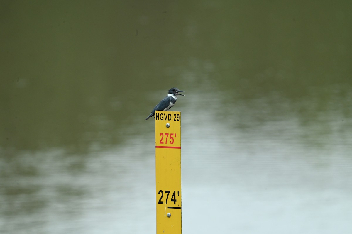 Belted Kingfisher - ML638752628
