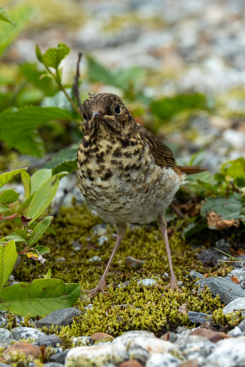 Hermit Thrush - ML638752652