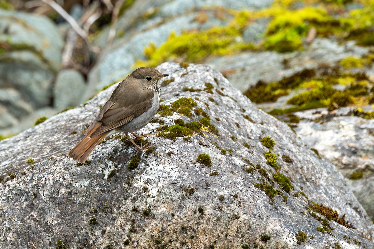Hermit Thrush - ML638752653