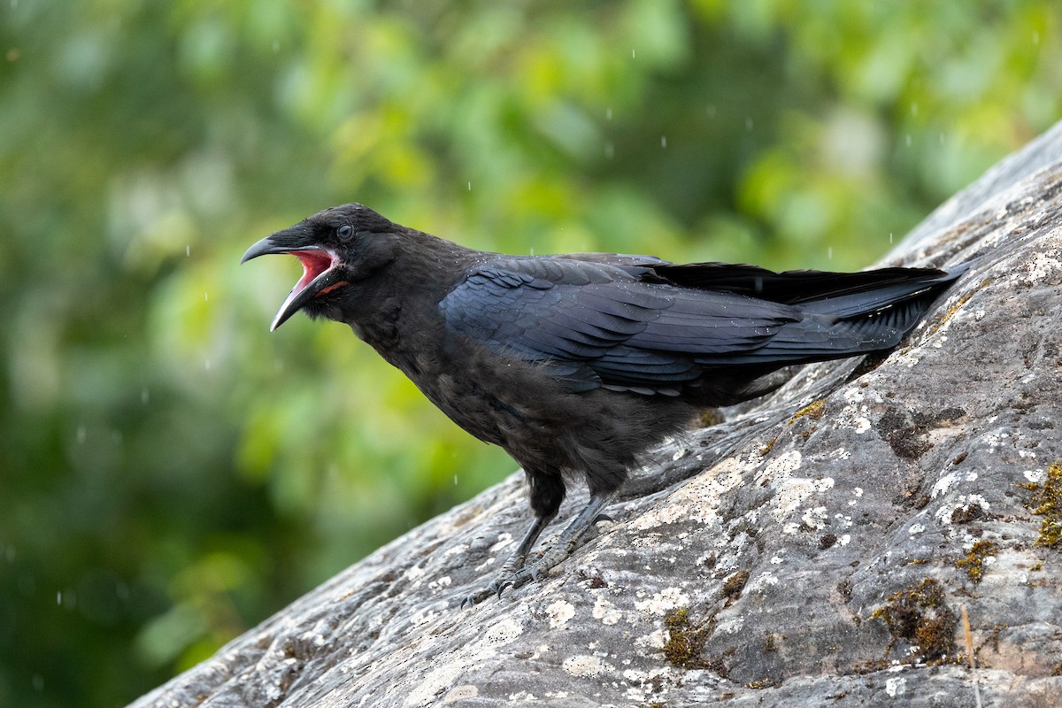 Common Raven - ML638752654