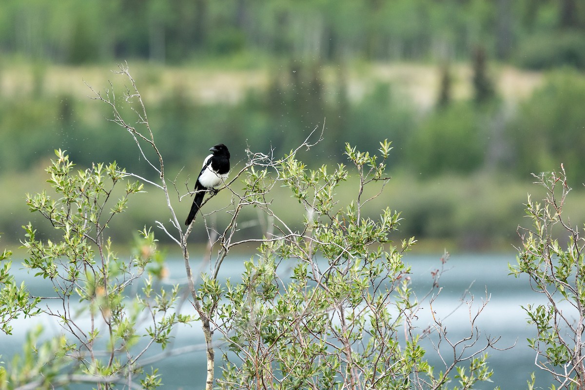 Black-billed Magpie - ML638752688