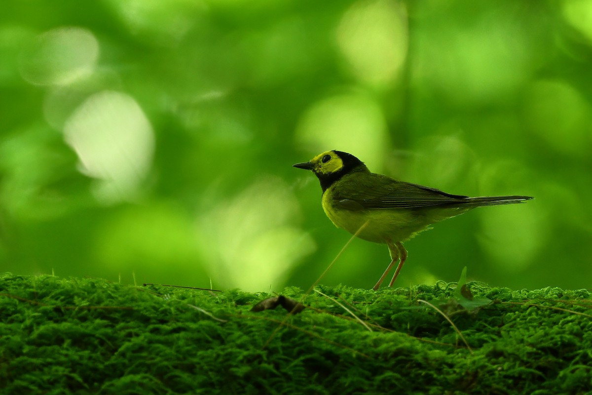 hetteparula - ML638752704