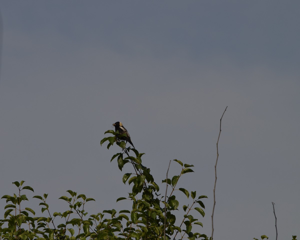 Bobolink - ML638752706